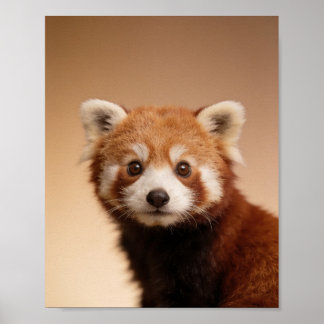 Baby Röd Panda Porträtt – Söt Nursery Djur Vägg Poster