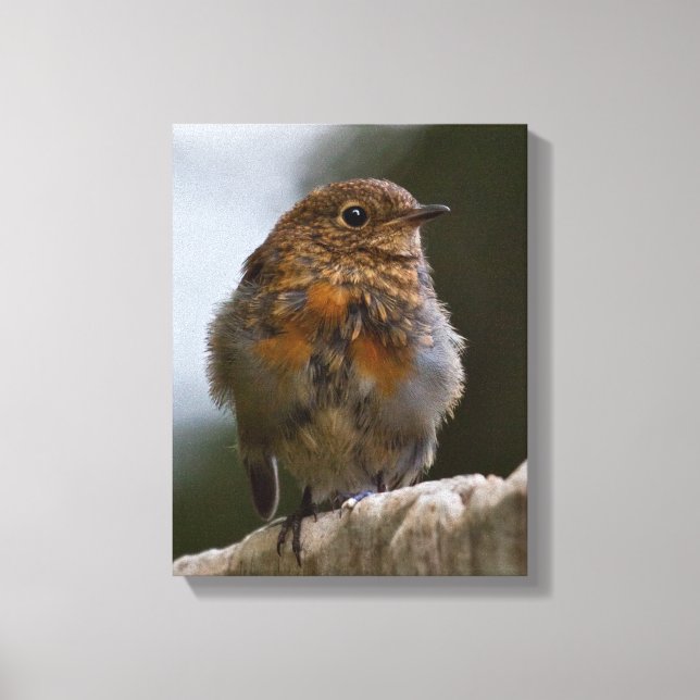 Baby Rödhake Inbunden Canvas (Framsida)