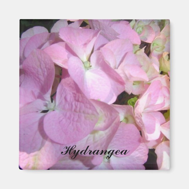 Baby Rosa Hydrangeas Magnet (Framsidan)