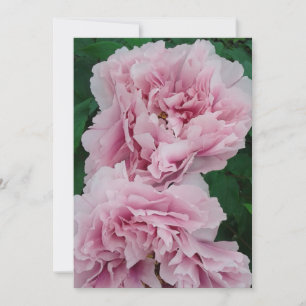Baby Rosa Peony Flowers Kort