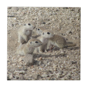 Baby Runda-tailed mald ekorrefamilj Kakelplatta