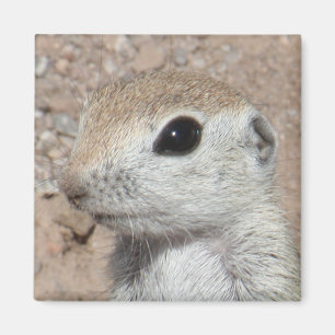 Baby Runda-tailed mald ekorremagnet Magnet