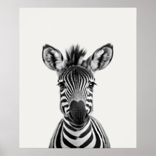 Baby Safari Afrikanska Djungeldjur Zebra Poster