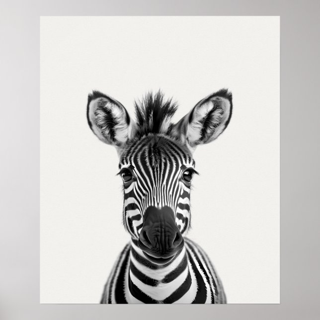 Baby Safari Afrikanska Djur i Djungeln  Zebra Poster (Framsidan)