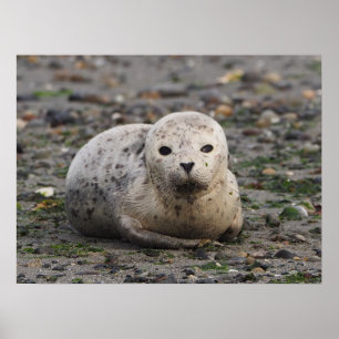 Baby säl på Beach Poster