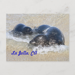 Baby sälar i La Jolla Vykort