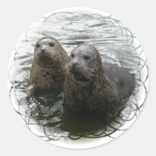 Baby Sälar Sticker Runt Klistermärke