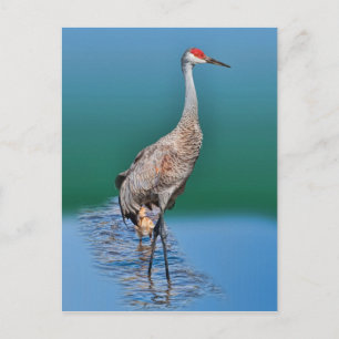 Baby Sandhill Crane och Mor vykort