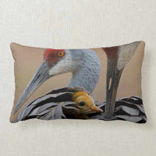 Baby Sandhill Lumbarkudde