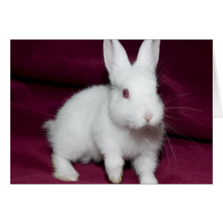 Baby Scarlett Hälsningskort