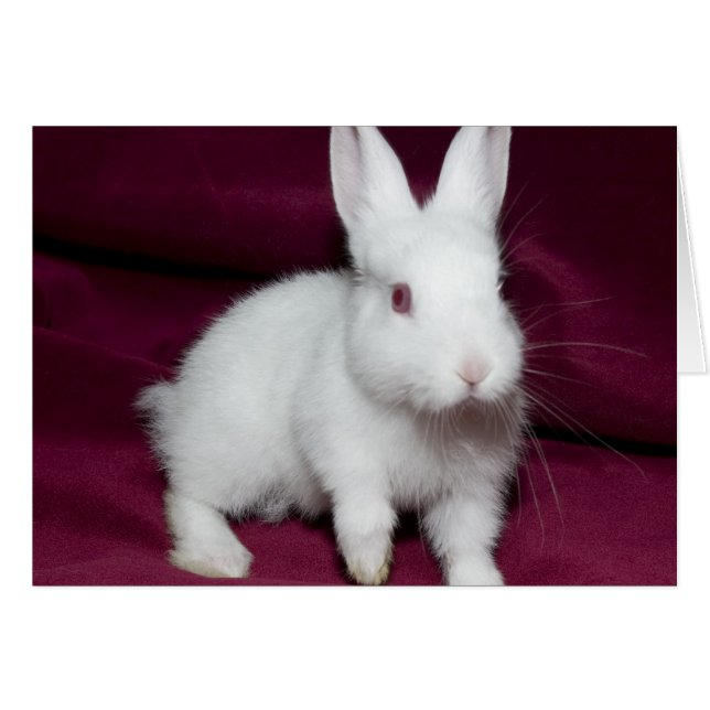 Baby Scarlett Hälsningskort (Framsidan Horizontal)