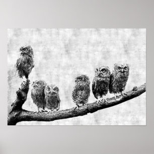 Baby Screech Uggla Poster