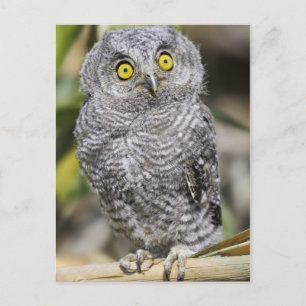 Baby Screetch-Uggla Vykort
