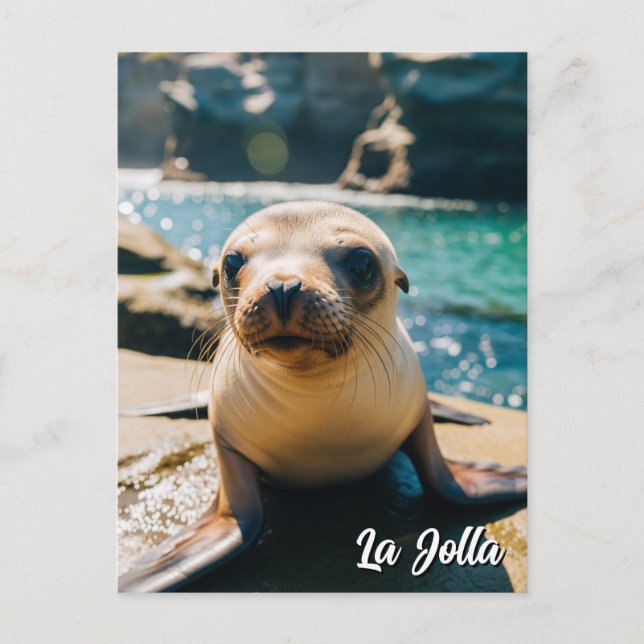 Baby Sea Lejon La Jolla California vycard Vykort (Framsida)
