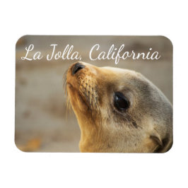 Baby Sea Lejon, La Jolla, Kalifornien Magnet