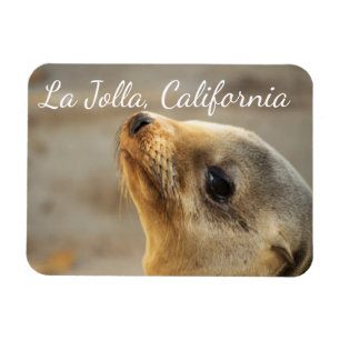 Baby Sea Lejon, La Jolla, Kalifornien Magnet