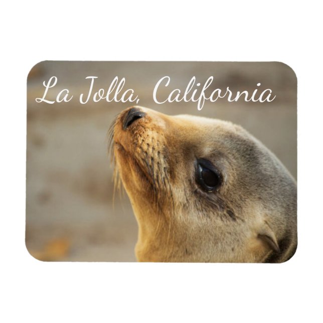 Baby Sea Lejon, La Jolla, Kalifornien Magnet (Horisontell)