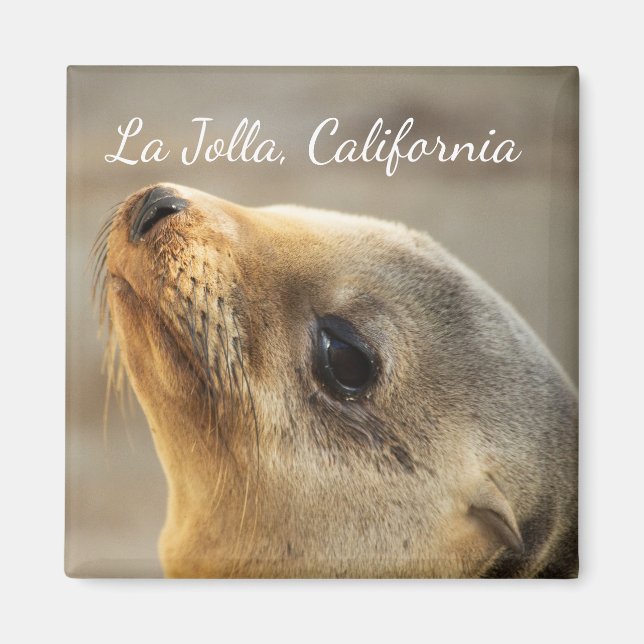 Baby Sea Lejon, La Jolla, Kalifornien Magnet (Framsidan)