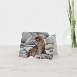 Baby Sea Lion Greeting Card Kort