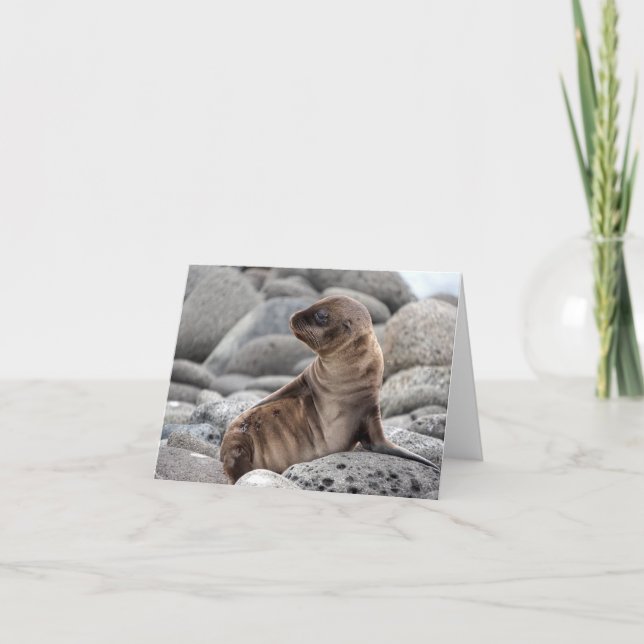 Baby Sea Lion Greeting Card Kort (Framsida)