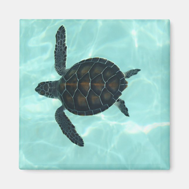 Baby Sea Turtle Magnet (Framsidan)