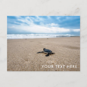 Baby Sea Turtle on Beach Postcard Vykort