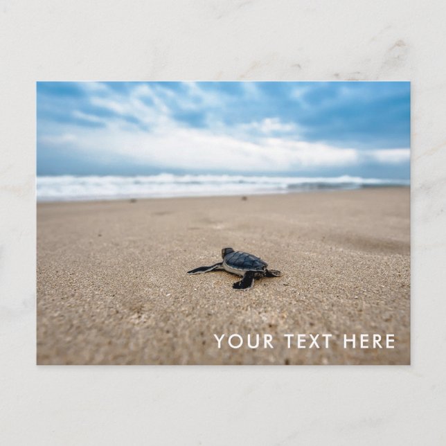 Baby Sea Turtle on Beach Postcard Vykort (Framsida)