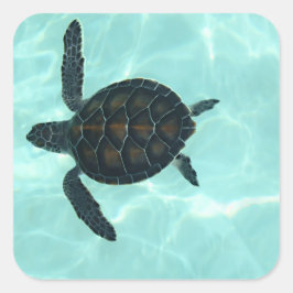 Baby Sea Turtle Sticker Fyrkantigt Klistermärke