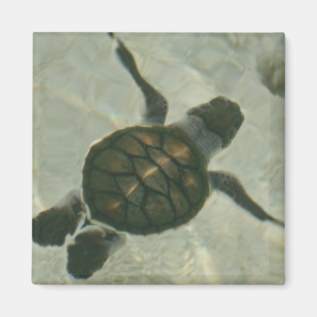 Baby Sea Turtle Swimming ut till havs Magnet (Framsidan)