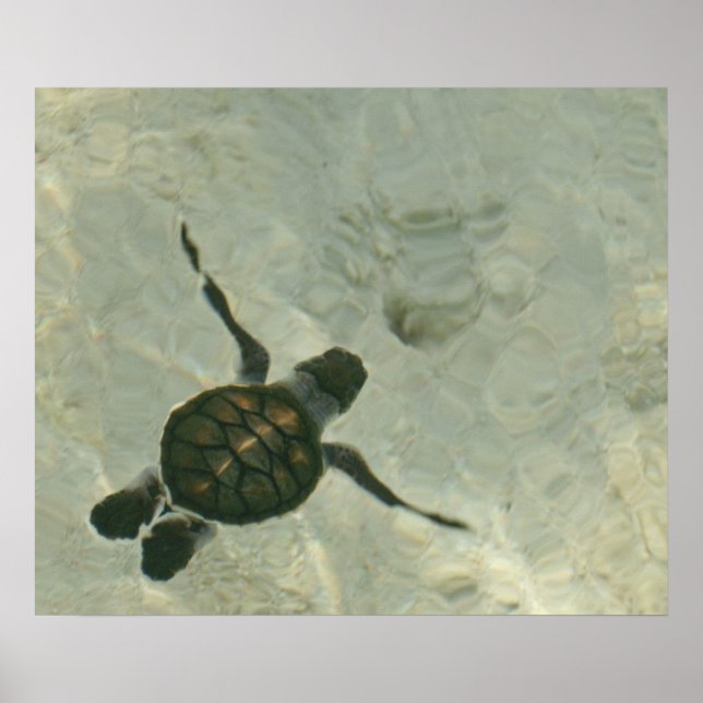 Baby Sea Turtle Swimming ut till havs Poster (Framsidan)