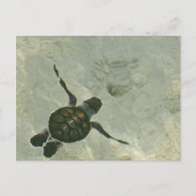 Baby Sea Turtle Swimming ut till havs Vykort (Framsida)