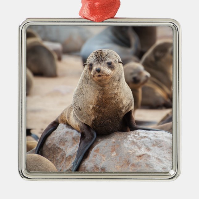 Baby Seal Julgransprydnad Metall (Framsidan)