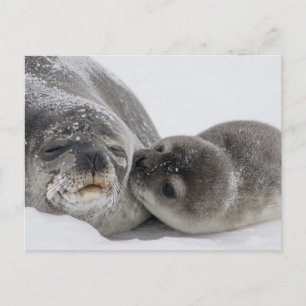Baby Seal Kissing Mamma Vykort