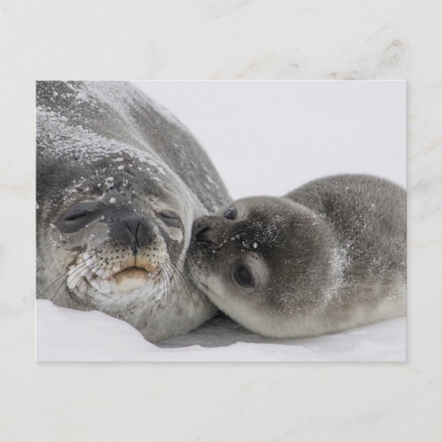 Baby Seal Kissing Mamma Vykort (Framsida)