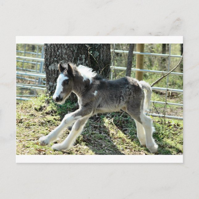 Baby Shaolin 2 Vykort (Framsida)