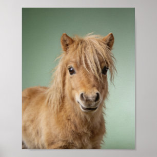 Baby Shetland Pony Porträtt – Sött Djur för Barnka Poster