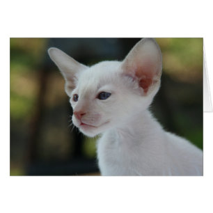 Baby Siamese Kattunge Hälsningskort