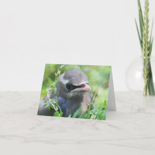 Baby Sidensvans Fågel Djur Fotografi Anteckningskort