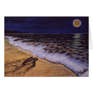 baby sköldpadda på stranden vid Costa rica OBS Kort
