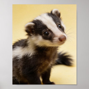 Baby Skunk Porträtt Barnkammare Väggkonst