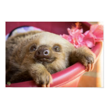 Baby Sloth