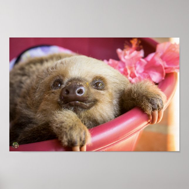 Baby Sloth Poster (Framsidan)