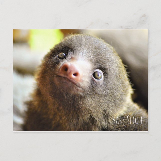Baby Sloth-vykort Vykort (Framsida)