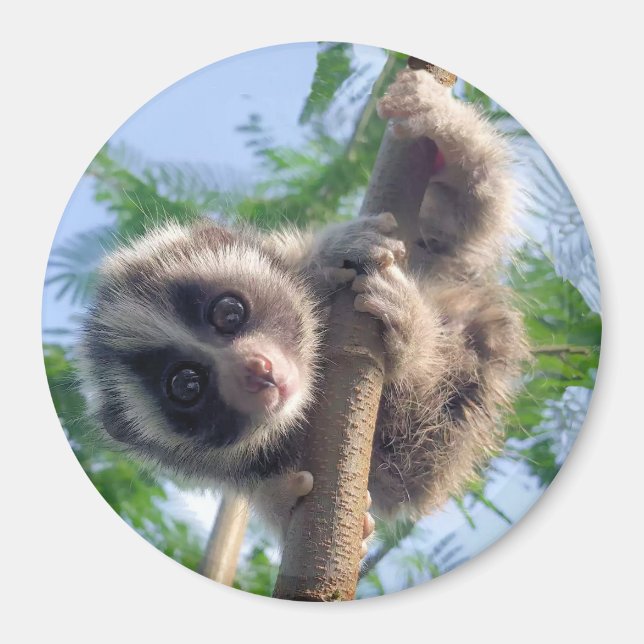 Baby Slow Loris Magnet (Framsidan)