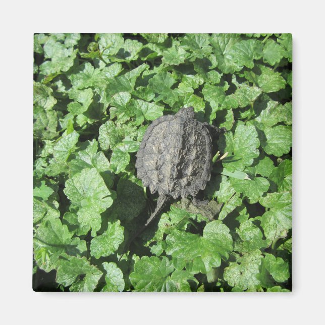 Baby Snapping Turtle Magnet (Framsidan)