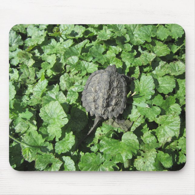 Baby Snapping Turtle Musmatta (Framsidan)