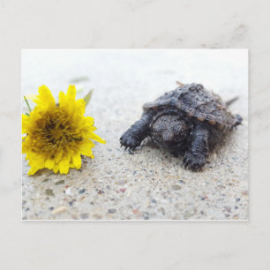 Baby snappsköldpadda med dandelion-vykort vykort