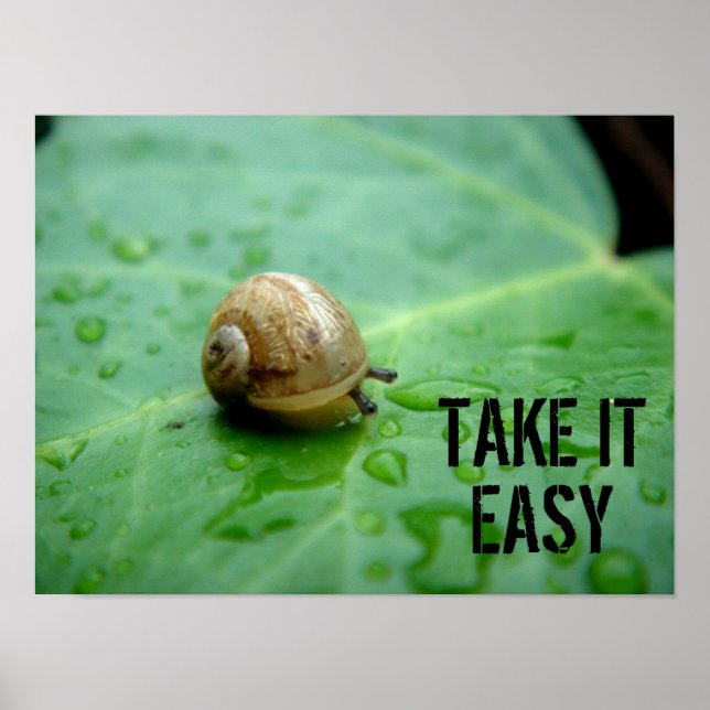 Baby Snigel Poster (Framsidan)