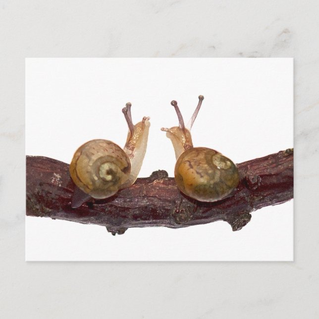 Baby Snigel Talk Postcard Vykort (Framsida)