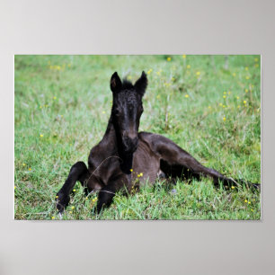 Baby som ljuger i ängen poster